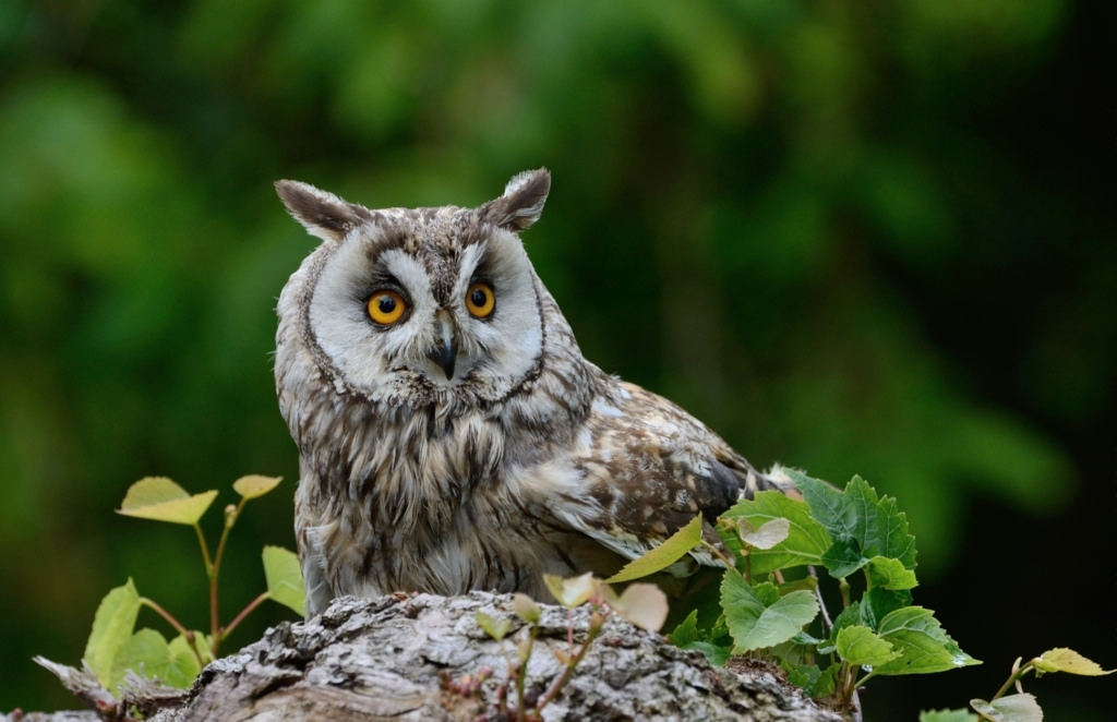 Yume de Oai Shimashou. page 5 full