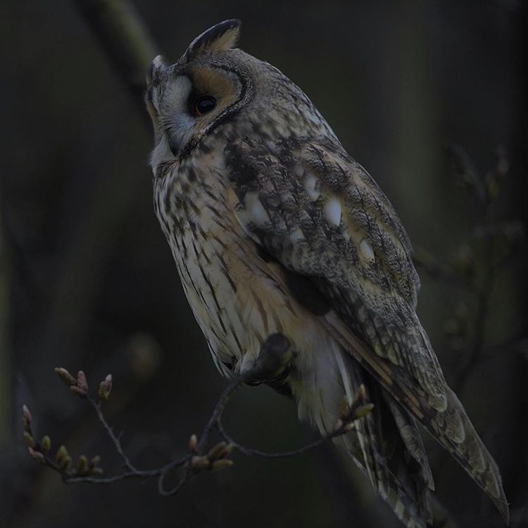 Elf no Youjo ga Itanode Mechakucha Yatta Hanashi | 操翻了精靈族的幼女是因爲她就在那裏 page 7 full